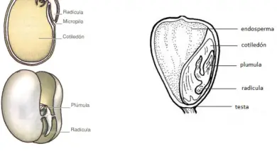 Photo of Sementes: componentes, germinação, Longevidade e Armazenamento.