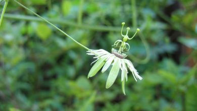 Photo of Passiflora edulis