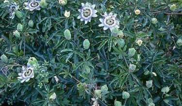 Photo of Passiflora (passiflora caerulea)