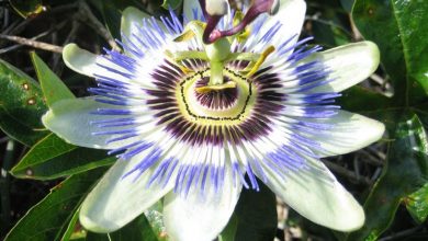 Photo of Passiflora trepadeira