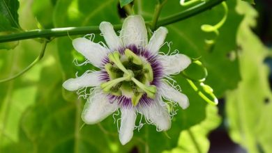 Photo of Passiflora – Passiflora edulis