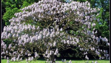 Photo of Paulownia tomentosa