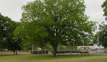 Photo of Pecan – Carya illinoensis