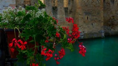 Photo of O Pelargonium: [Plantio, Cuidado, Irrigação e Substrato]