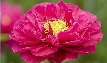 Photo of Peonia