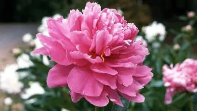Photo of Flores de peônia