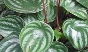 Photo of Peperomia