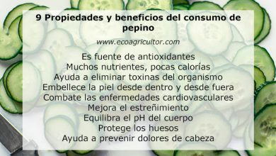 Photo of 9 Benefícios para um ano comer Saúde pepino