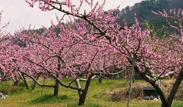 Photo of Pêssego – Prunus persica