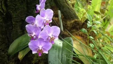 Photo of Cura Phalaenopsis