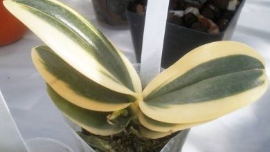 Photo of Poda de Phalaenopsis