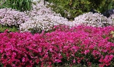 Photo of Phlox