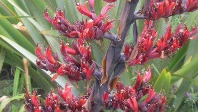 Photo of Phormium tenax