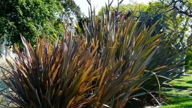 Photo of Phormium