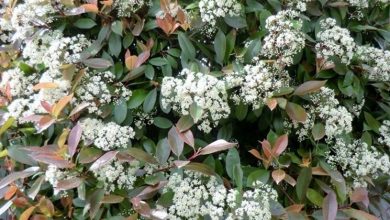 Photo of Robin vermelho Photinia