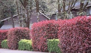 Photo of Photinia