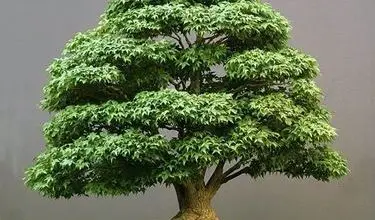 Photo of Planta bonsai