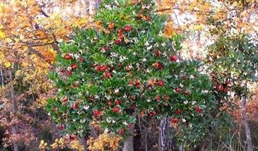Photo of Planta de árvore de morango