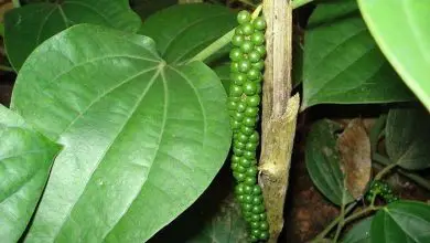 Photo of Planta pimenta