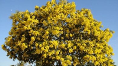 Photo of Planta mimosa