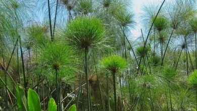 Photo of Planta de papiro