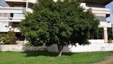 Photo of Planta ficus