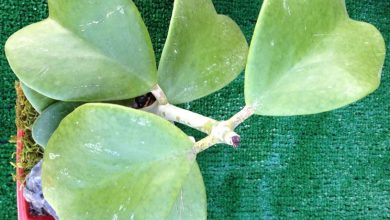 Photo of Planta suculenta em forma de coração