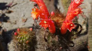 Photo of Planta suculenta com flores vermelhas