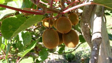 Photo of Planta de kiwi