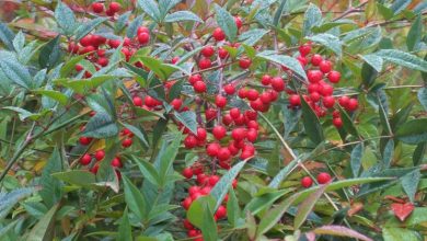 Photo of Planta nandina