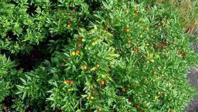 Photo of Planta Solanum capsicastrum