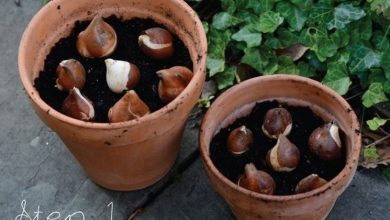 Photo of Plantando bulbos de tulipas