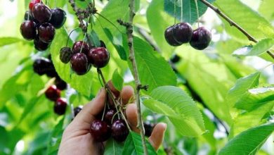 Photo of Plantando cereja