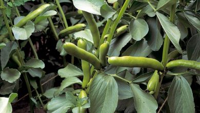 Photo of Plantando favas