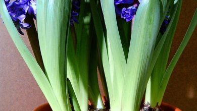 Photo of Plante os bulbos de jacinto