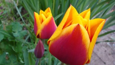 Photo of Plante as tulipas