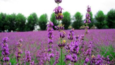 Photo of Plante a lavanda