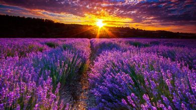 Photo of Plantando lavanda