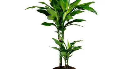 Photo of Venda online de plantas