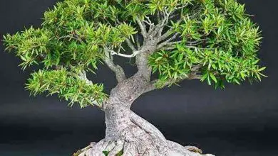 Photo of Plantas bonsai