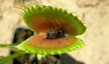 Photo of Cuidado com as plantas carnívoras