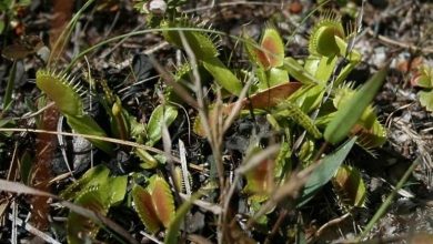 Photo of Mosquitos de plantas carnívoras