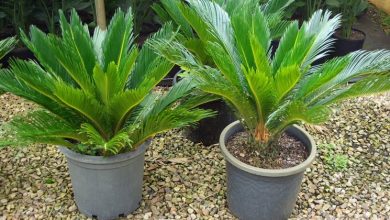 Photo of Plantas Cycas