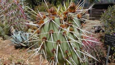 Photo of Fotos de plantas de interior