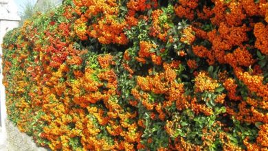 Photo of Preços de plantas de hedge