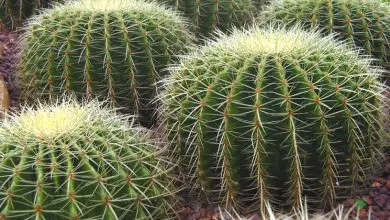 Photo of Plantas do deserto