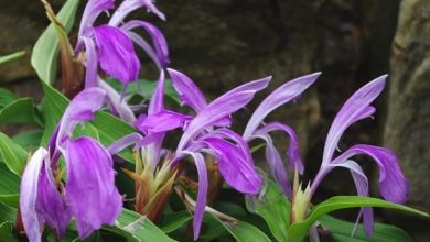 Photo of Plantas de flores