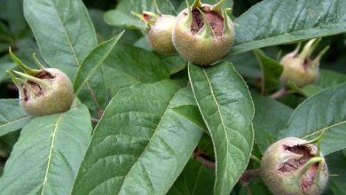 Photo of Plantas frutíferas