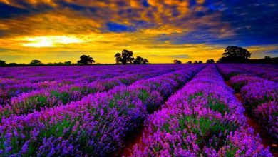 Photo of Plantas de lavanda