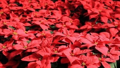 Photo of Plantas de natal